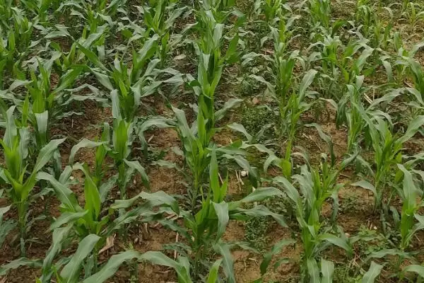 奉美佳72玉米种子介绍(奉美佳72种子特点、种植、产量效益)插图2