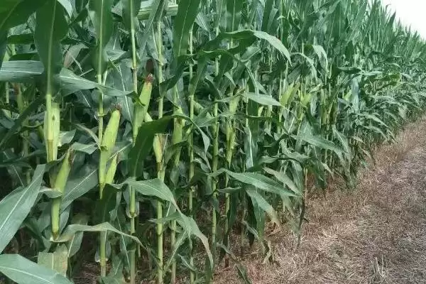 登峰607玉米种子介绍(登峰607玉米种子有啥特点)插图1 登峰607玉米种子介绍(登峰607玉米种子有啥特点)插图1