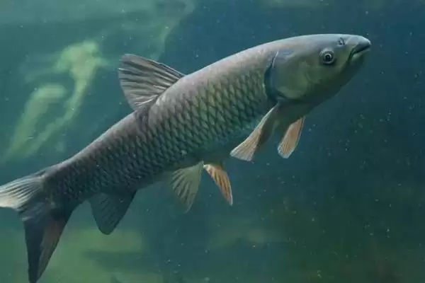 5-10斤草鱼好不好钓(在不同水域钓5-10斤草鱼的难易程度如何呢)插图1