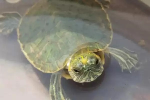 巴西龟日常养护的要点 (巴西龟定期换水之外还有哪些养护重点)插图3