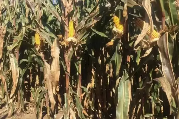 谷育211玉米品种简介(谷育211品种特性、产量、推广价值呢)插图3 谷育211玉米品种简介(谷育211品种特性、产量、推广价值呢)插图3