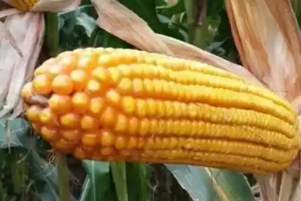 登海682玉米种特征特性(登海682玉米种特性有哪些)插图1 登海682玉米种特征特性(登海682玉米种特性有哪些)插图1