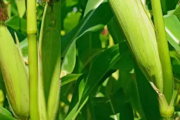 中抗茎腐病的RM919(试验代号:浩玉919)玉米种子,特性如何?插图1 中抗茎腐病的RM919(试验代号:浩玉919)玉米种子,特性如何?插图1