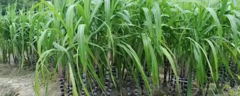 2023年回乡创业适合种植什么作物?多作物可选-会东网