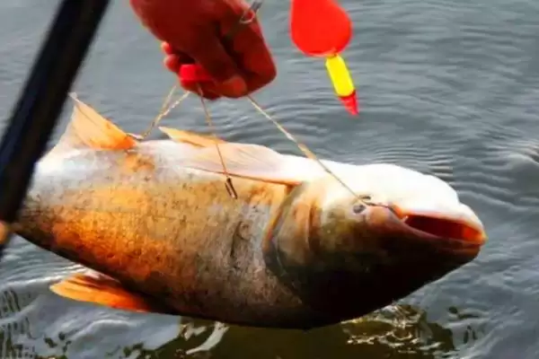 pe线被鱼察觉的原因(在垂钓过程中，pe线容易被鱼察觉的原因是什么)插图7