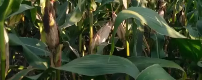 G1839玉米种子4月下旬-5月上旬适宜播期要点-会东网