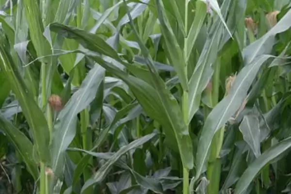 登海682玉米种特征特性(登海682玉米种特性有哪些)插图2 登海682玉米种特征特性(登海682玉米种特性有哪些)插图2