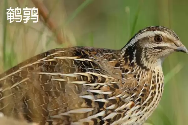 鹌鹑与芦丁鸡差异(鹌鹑与芦丁鸡科属等差异及其在养殖中的不同要点)插图1