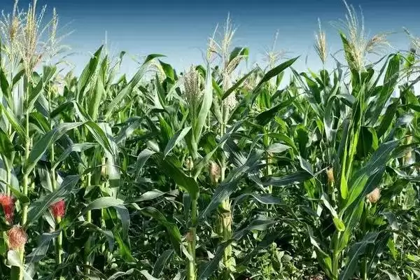 Y1199玉米种简介,辽宁省春播生育期129天解读插图3 Y1199玉米种简介,辽宁省春播生育期129天解读插图3