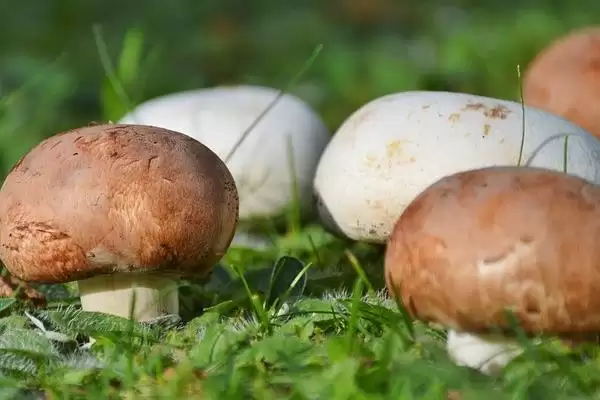 巴西蘑菇培育技巧(巴西蘑菇培育技巧及其在生长过程中的管理要点)插图4