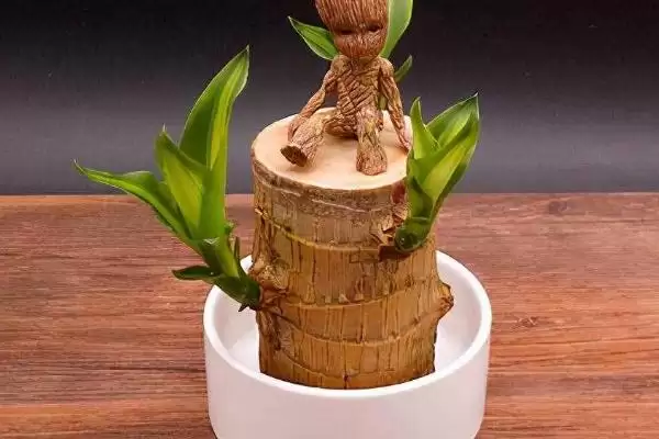 巴西木养护和繁殖要点(巴西木养护和繁殖要点及其在室内养殖中的应用)插图1 巴西木养护和繁殖要点(巴西木养护和繁殖要点及其在室内养殖中的应用)插图1