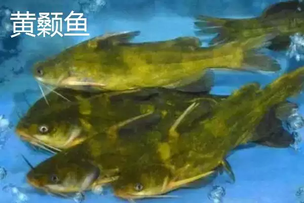 5号伊豆适合钓什么鱼(5号伊豆钩在不同水域和鱼情下适合钓哪些鱼呢)插图3 5号伊豆适合钓什么鱼(5号伊豆钩在不同水域和鱼情下适合钓哪些鱼呢)插图3