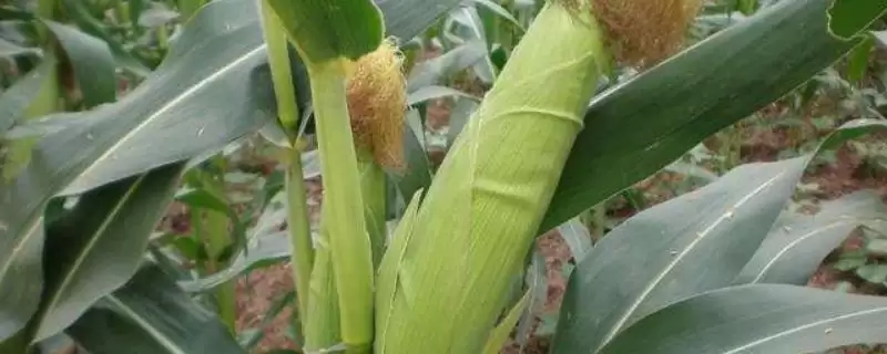 地沃8号玉米品种特性(地沃8号玉米品种特性是什么)-会东网