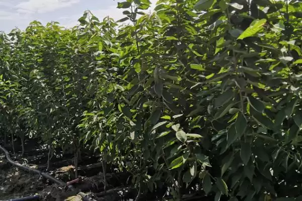 矮化大樱桃定植时间原因(矮化大樱桃3月和12月定植的原因和种植要点)插图2