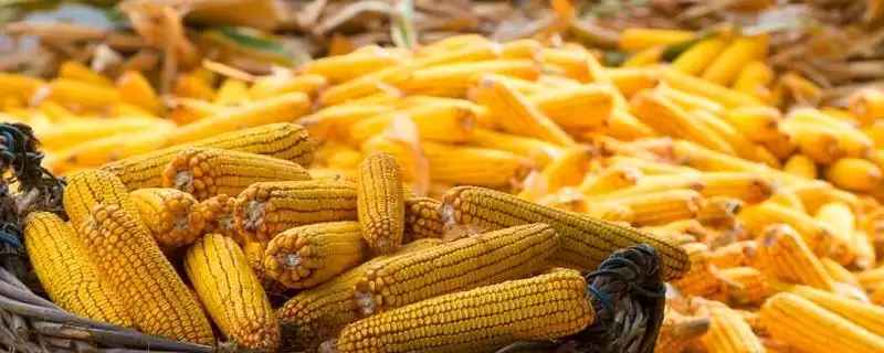 德光128玉米种子简介(德光128玉米种子情况是怎样的)-会东网