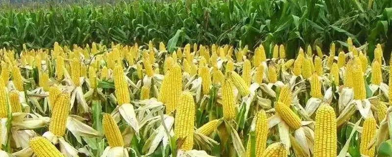 中熟品种LD100玉米种子，有哪些独特之处？-会东网