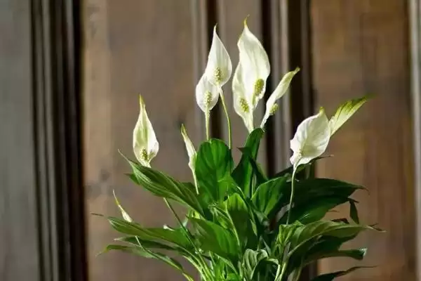 白鹤芋叶子蔫解决方法(白鹤芋叶子蔫的解决方法及其在养护过程中的注意事项）？插图1