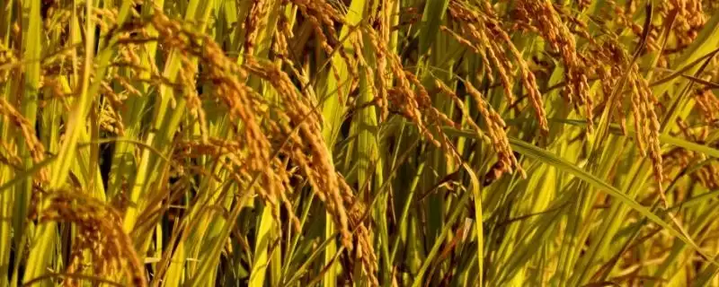 晚稻7月初播种的H两优9219水稻种子(H两优9219晚稻7月初播种的种植要点)-会东网
