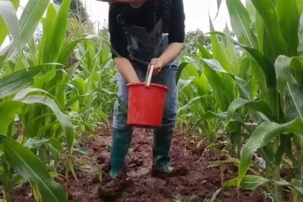 大象704玉米种的种植要点(大象704玉米种种植要点有哪些)插图2