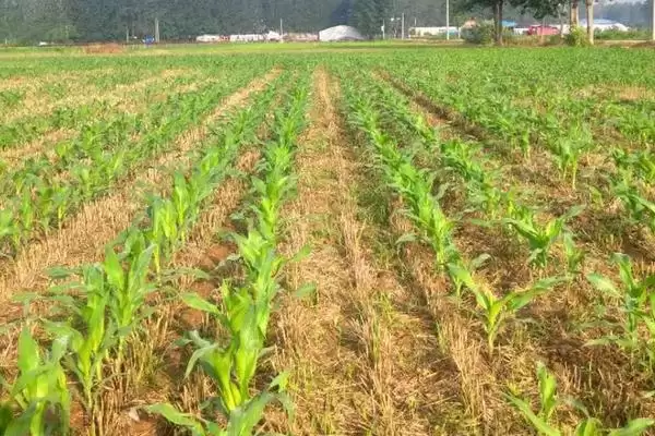 邦玉128玉米品种简介(邦玉128品种审定、性状、认可度如何)插图3 邦玉128玉米品种简介(邦玉128品种审定、性状、认可度如何)插图3