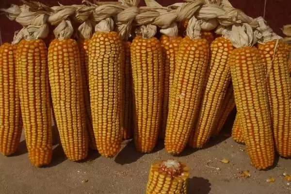 D296玉米种子出苗至成熟127天的生长周期解析插图2