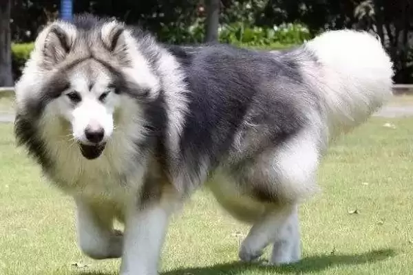阿拉斯加犬变脸时间点 (阿拉斯加犬 4 月龄后变脸和生长发育有何关系)插图3