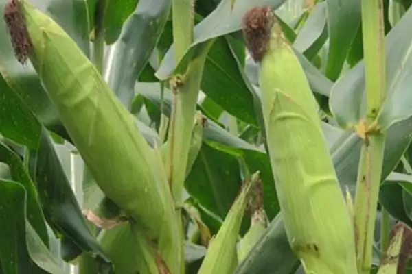 春风388玉米种简介(春风388玉米种介绍要点是什么呢)插图3 春风388玉米种简介(春风388玉米种介绍要点是什么呢)插图3