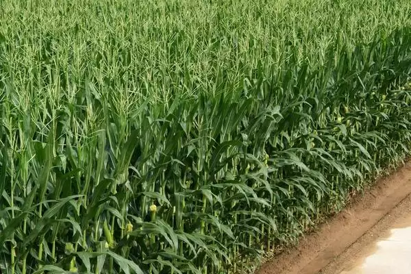 安农8号玉米品种简介,与对照品种(农大108)相当的意义插图2 安农8号玉米品种简介,与对照品种(农大108)相当的意义插图2