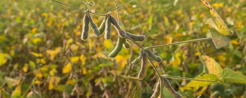 贡秋豆5号大豆品种的特性(贡秋豆5号品种抗病、抗倒、产量呢)-会东网