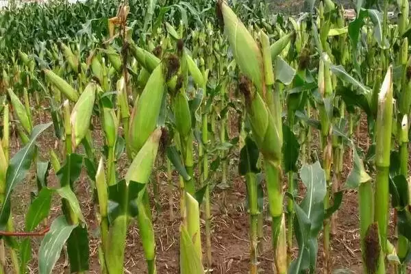 中抗茎腐病的HC532玉米品种，有何与众不同？插图2