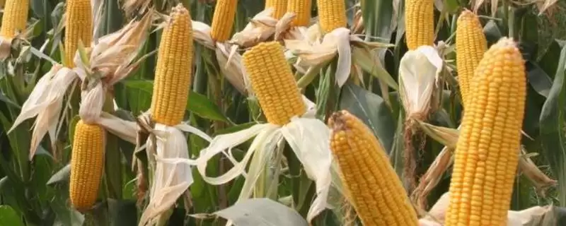 锋玉14玉米种简介(锋玉14种特性、产量、适宜种植区)-会东网