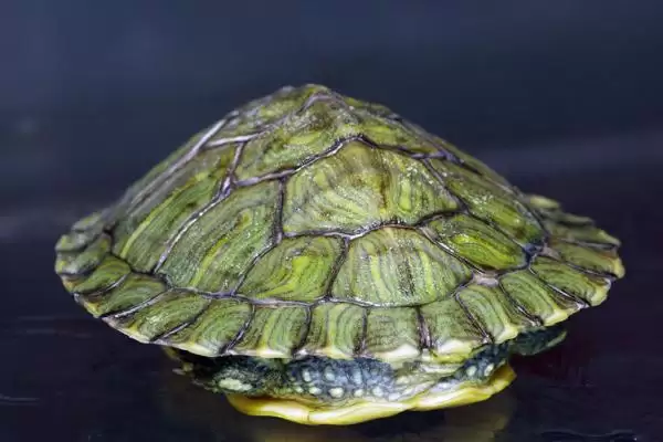 巴西龟生活习性和饲养要点(巴西龟生活习性和饲养要点及其对养殖环境的需求)插图3