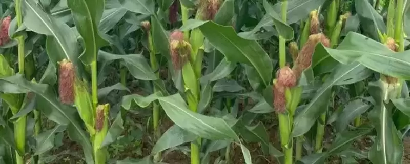 FNL80玉米品种每亩种植3500株的种植要点-会东网