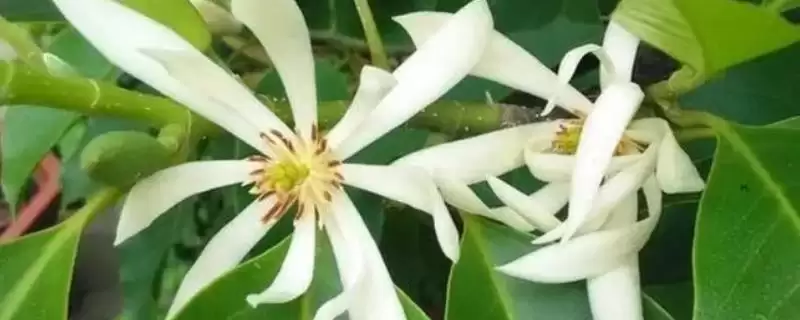 白兰花夏季养护的要点 (白兰花夏季防阳光直射还有什么养护重点)-会东网