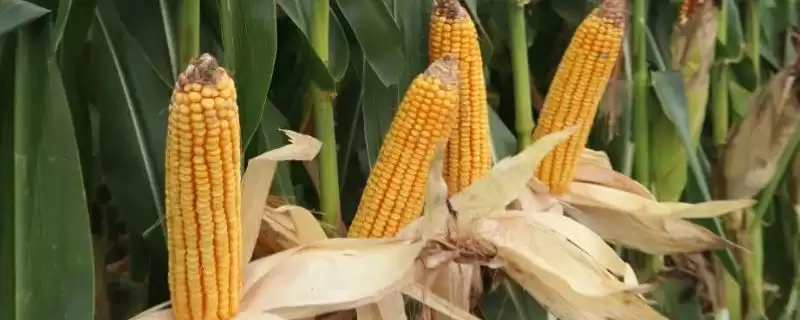 幼苗期第一叶鞘紫色的QF758玉米种子，有哪些独特之处？-会东网