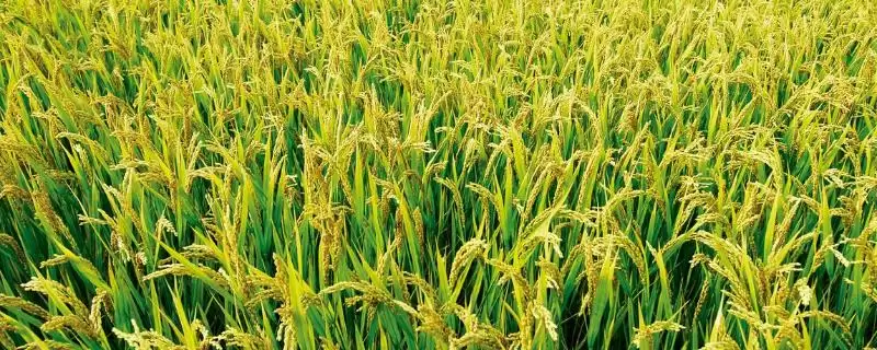 每亩密度1.2万穴左右的G优325水稻品种(G优325水稻品种种植密度及优势)插图 每亩密度1.2万穴左右的G优325水稻品种(G优325水稻品种种植密度及优势)插图