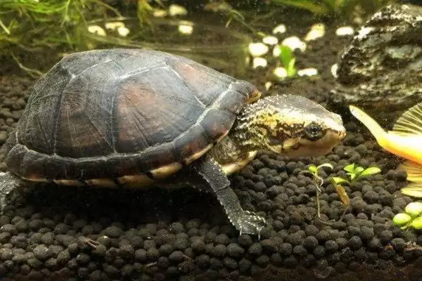 白唇蛋龟饲养要点(白唇蛋龟饲养要点及其在养殖环境和饮食上的需求)插图5 白唇蛋龟饲养要点(白唇蛋龟饲养要点及其在养殖环境和饮食上的需求)插图5