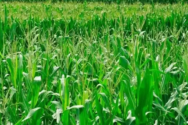 北玉1567玉米种子介绍(北玉1567玉米种子有哪些详细介绍呢)插图2 北玉1567玉米种子介绍(北玉1567玉米种子有哪些详细介绍呢)插图2