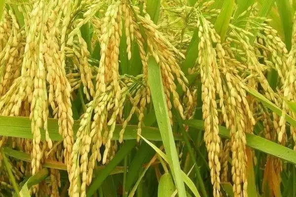 C两优4488水稻品种湘中6月12日左右播种要点(C两优4488水稻品种湘中6月12日播种要点)插图2