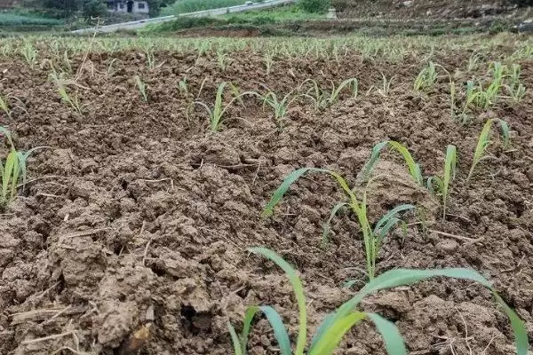 高粱高产栽培技术(高粱高产栽培有哪些关键技术要点呢)插图5