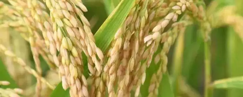 F两优1252水稻种子籼型两系杂交水稻品种解析(F两优1252籼型两系杂交水稻种子特性解析)-会东网