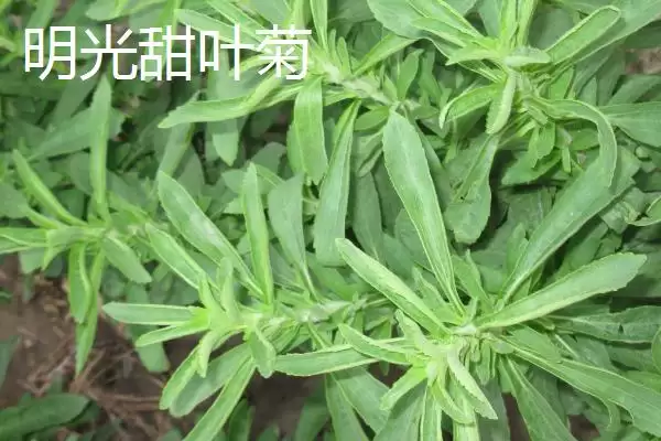 明光市特色特产有哪些 (明光市明光梅鱼列为席上佳肴的历史渊源)插图2
