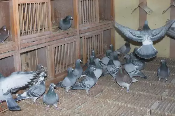 鸽舍开灯影响(鸽舍开灯对鸽子生长和繁殖有啥影响呢)插图3 鸽舍开灯影响(鸽舍开灯对鸽子生长和繁殖有啥影响呢)插图3