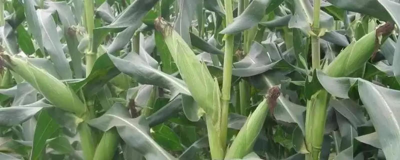 DK999玉米种4-5月上旬播种的时间要点-会东网