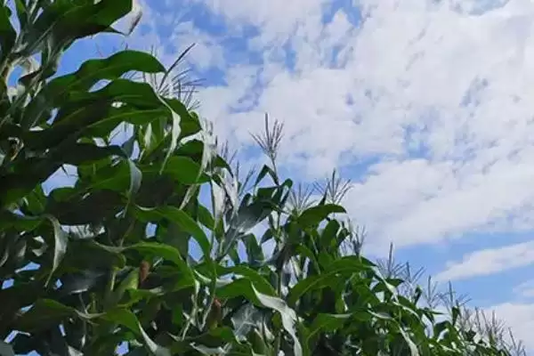 必祥617玉米种子特征特性(必祥617玉米种子有啥特征特性呢)插图2