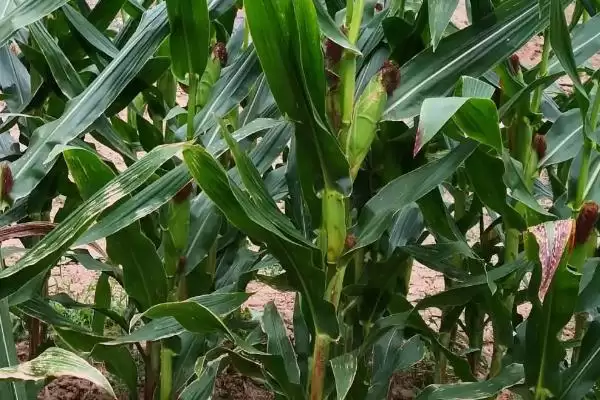 CS0163玉米种普通玉米品种的特性与优势解析插图3