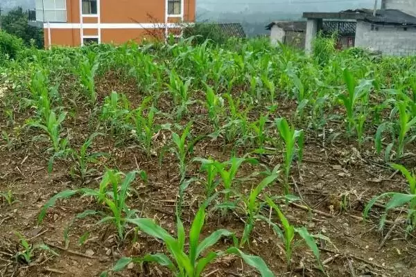 奥玉510玉米种中等肥力地种植，优势和要点解析插图3