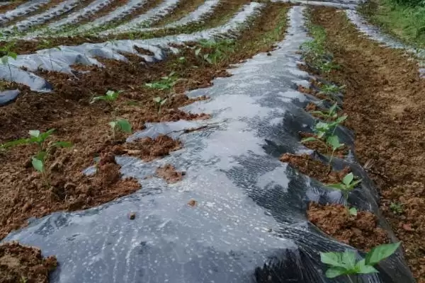 地膜放苗技巧(地膜放苗有哪些实用技巧呢)插图2