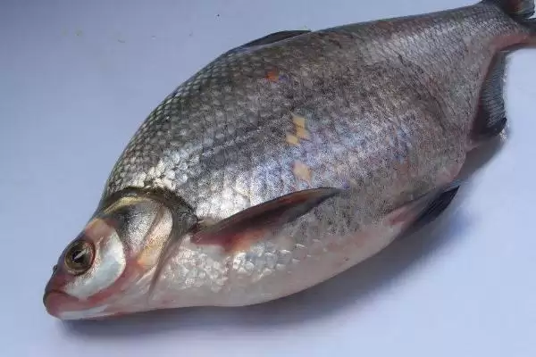 0.8号千又钩钓1斤至2斤鱼指南(0.8号千又钩钓1-2斤鱼有哪些实用指南)插图5