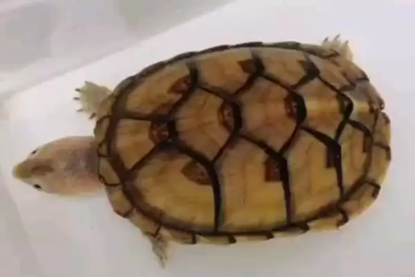 白唇蛋龟饲养要点(白唇蛋龟饲养要点及其在养殖环境和饮食上的需求)插图4 白唇蛋龟饲养要点(白唇蛋龟饲养要点及其在养殖环境和饮食上的需求)插图4